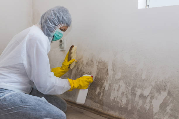 Professional Mold Remediation in University Park, NM