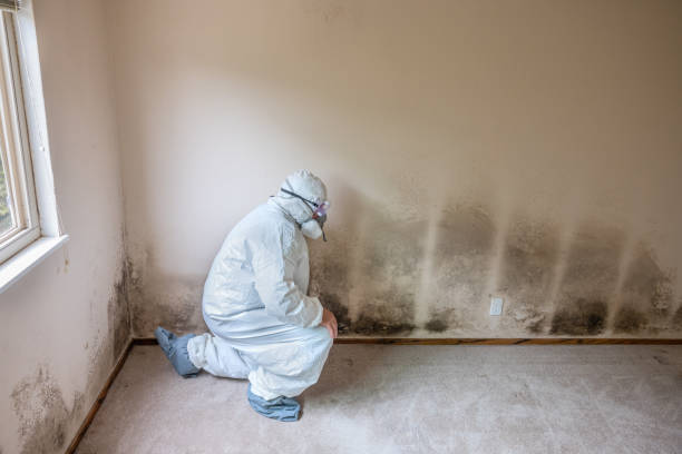 Best Post-Flood Mold Remediation in University Park, NM