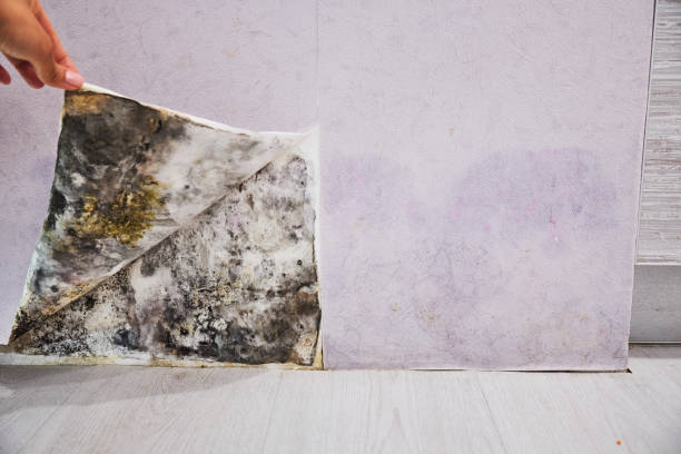 Best Commercial Mold Remediation in University Park, NM